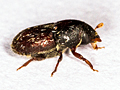 Scolytus intricatus